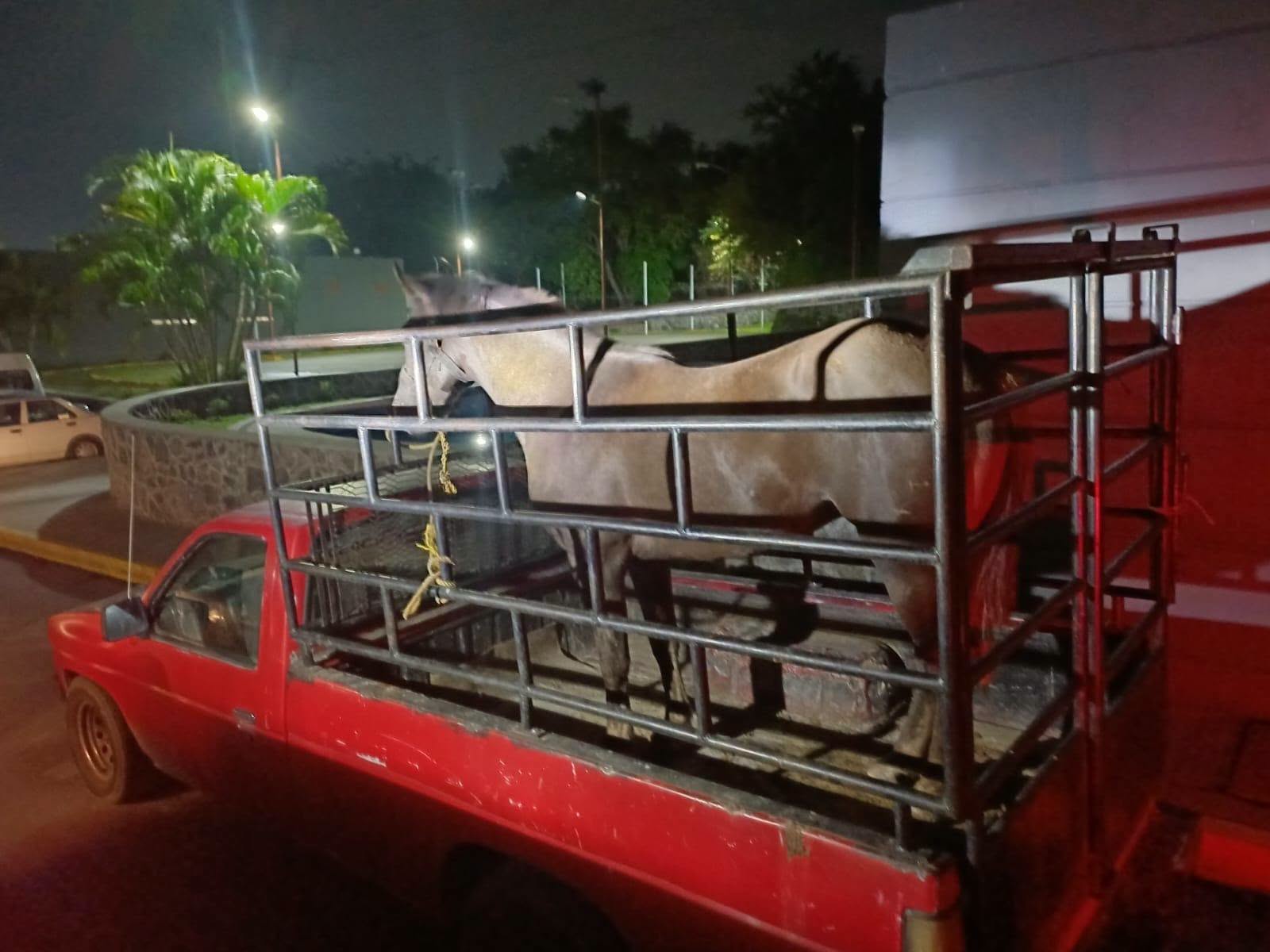 Imputan a dos personas por homicidio, tentativa, robo y abigeato en Cuernavaca